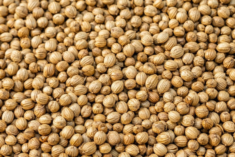 Coriander Seeds